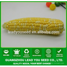 NCO04 Caise op coloridas semillas de maíz ceroso para plantar
